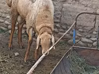 Ram, Sheep — photo 1