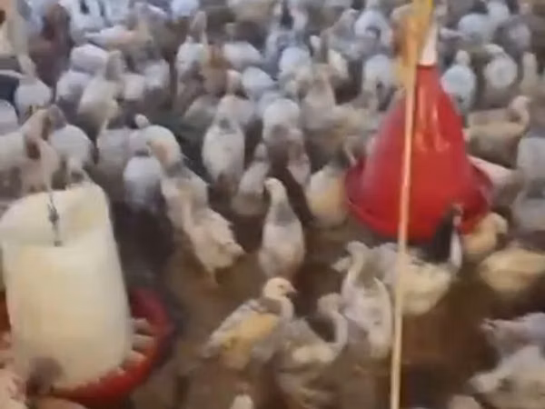 Chickens — جمهوری آذربایجان