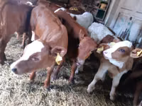 Býk, Simmental cattle — foto 2