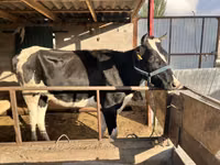 Cow, Holstein breed — photo 2
