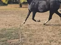 Hing, Dutch warmblood horse — 4. fotó