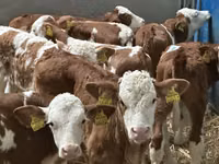 Cattle (batch, sex not specified), Simmental cattle — photo 2