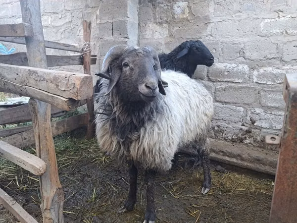Vædder, Får — Usbekistan