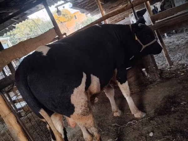 Бух, Russian Black pied cattle