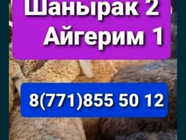 Ram, Sheep
