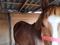 Mare, Horses — photo 1