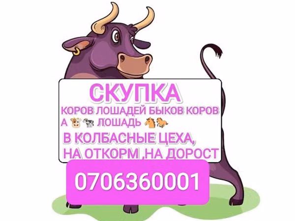 Бух, Үхэр мал