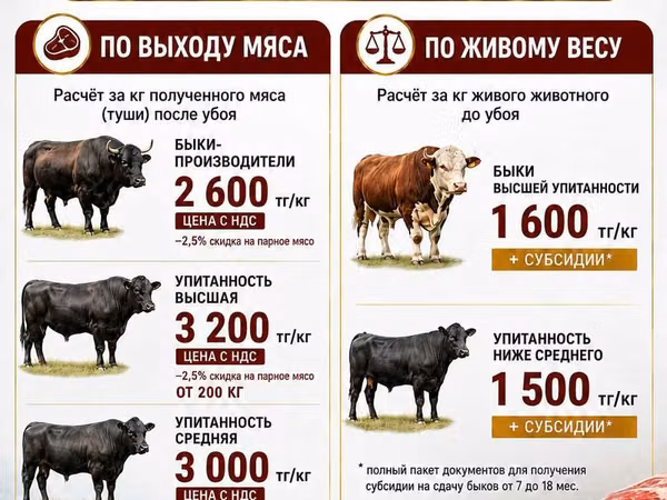 Cow, Cattle — Kazakhstan