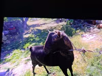 Kambing jantan, Goats — foto 3