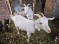 Goat, Saanen goat — photo 3