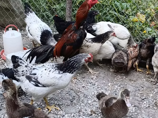 Chickens — Azerbejdżan