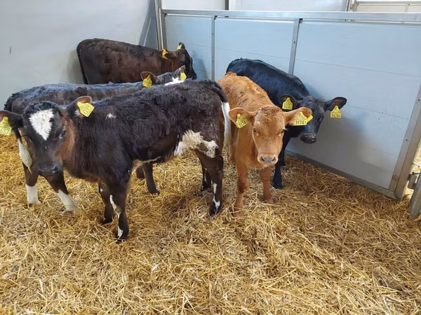 Cow, Simmental cattle — Poland