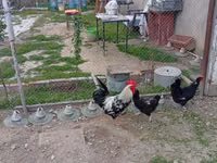 Chickens — عکس 3
