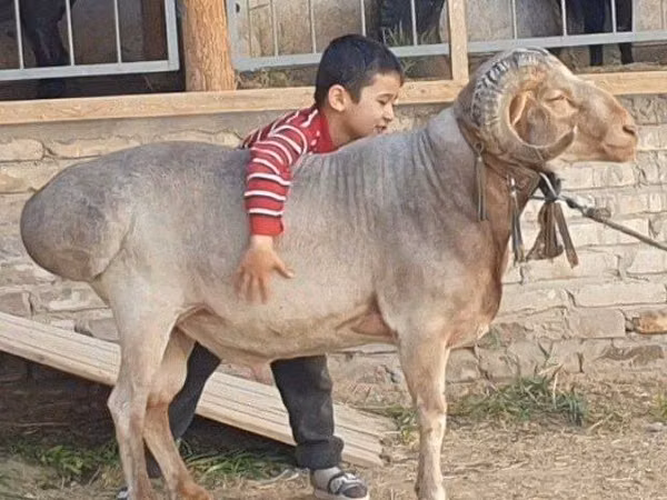 Ram, Sheep — Uzbekistan