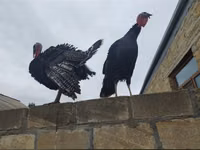 Turkeys — फ़ोटो 2