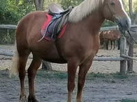 Faras dhaddig, Haflinger — sawirka 1
