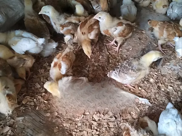 Chickens