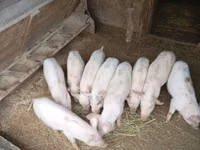Boar, Pigs — photo 1