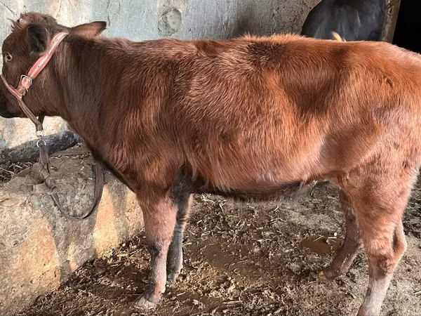 میش, گوسفند — ازبکستان