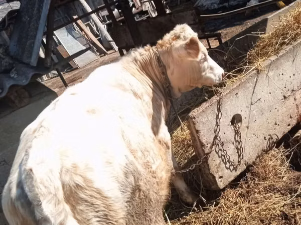 Cow, Simmental cattle — Moldova