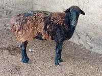 Ram, Sheep — photo 2