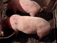 Boar, Pigs — photo 2