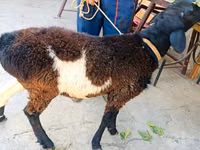Ram, Hissar sheep — photo 6