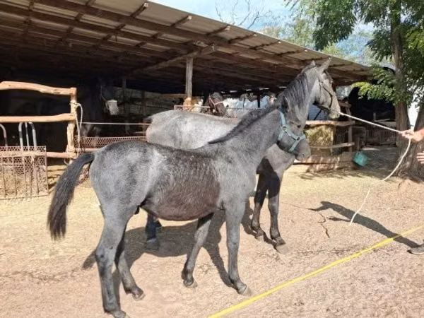 Mare, Friesian