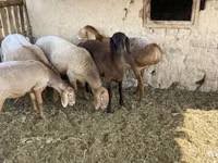 Domba jantan, Arashan sheep — foto 6