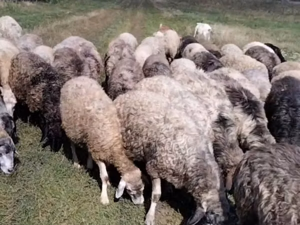 Sheep, Sheep