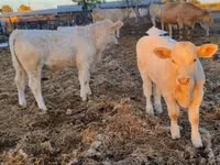 Byk, Charolais cattle — zdjęcie 8