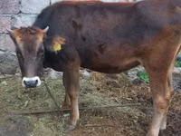 Bull, Cattle — photo 1
