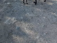 Коза, Nubian Goat — снимка 4
