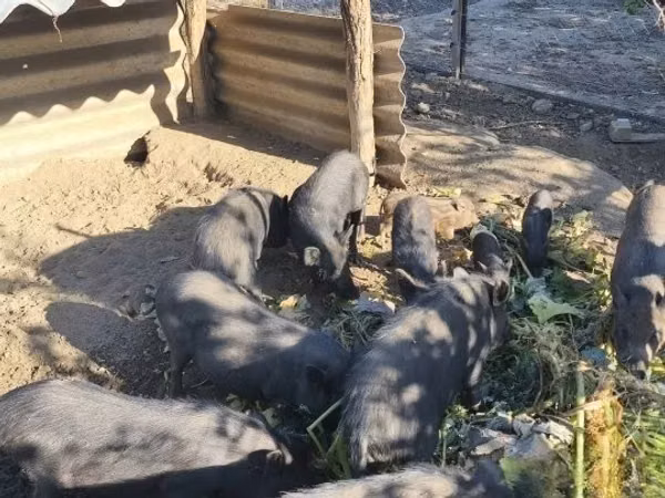 Sow, Pigs — Hungary