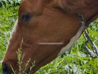 गाय, मवेशी — फ़ोटो 7