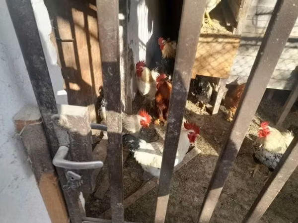 Chickens — Hangari