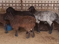 Ram, Sheep — photo 1