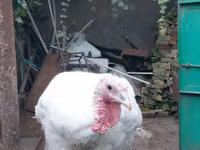 Turkeys — 写真 3