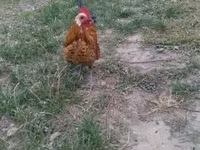 Holandský bantam — foto 5