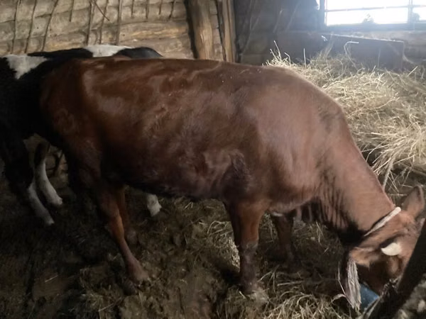 Bull, Cattle — Kazakhstan