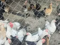 Chickens — photo 1