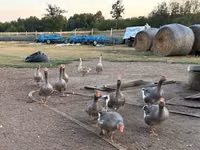 Geese — 1 зураг