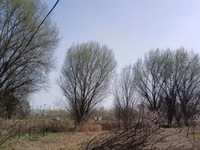 Тол терак заранг кайрагач — photo 3