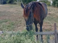 Horse (M), Horses — photo 5