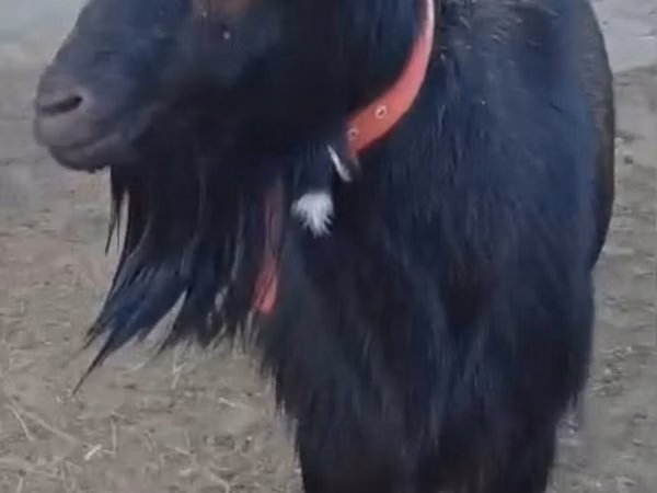 Goat, Alpine goat — Kazakhstan