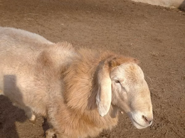 Ram, Arashan sheep — Uzbekistan