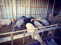 Ram, Sheep — photo 1
