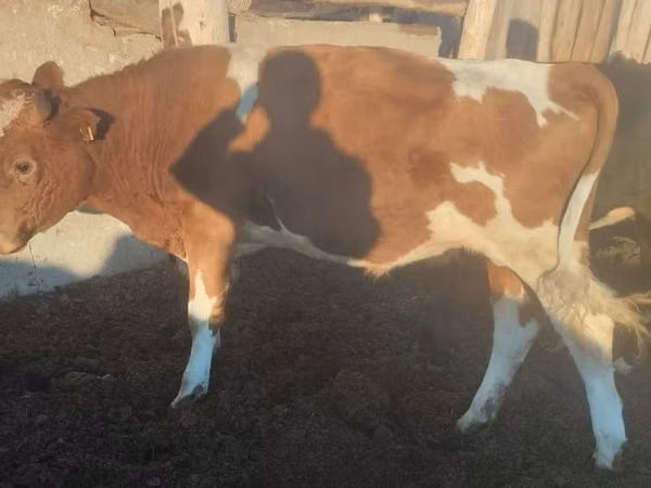 ხარი, Simmental cattle