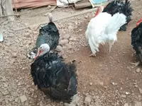 Turkeys — تصویر 4