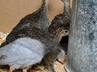 Guinea fowl — फ़ोटो 2